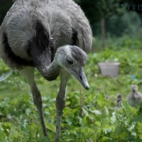 Common Rhea